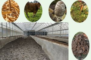 Resourceful treatment of chicken manure organic fertilizer production line