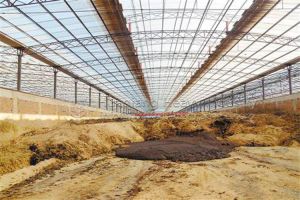 Composting process of livestock and poultry manure