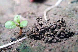 How to process earthworm manure organic fertilizer