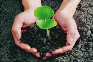 benefits of applying organic fertilizers