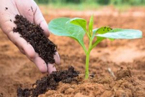 What is commercial organic fertilizer